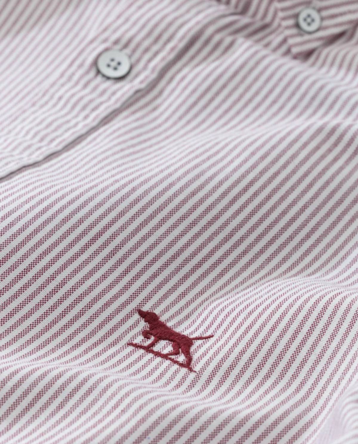 Close-up of a Rodd & Gunn Oxford Stripe Sports Fit Shirt, featuring diagonal maroon and white stripes with a small embroidered maroon polo player logo on 100% cotton fabric. Two white buttons are visible at the top.